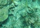 Sea Snake: Lots of these sea snacks in Tonga